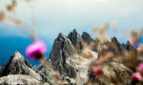 Die Wildblumen Kleinarl’s: Ein Spaziergang durch die alpine Blütenpracht