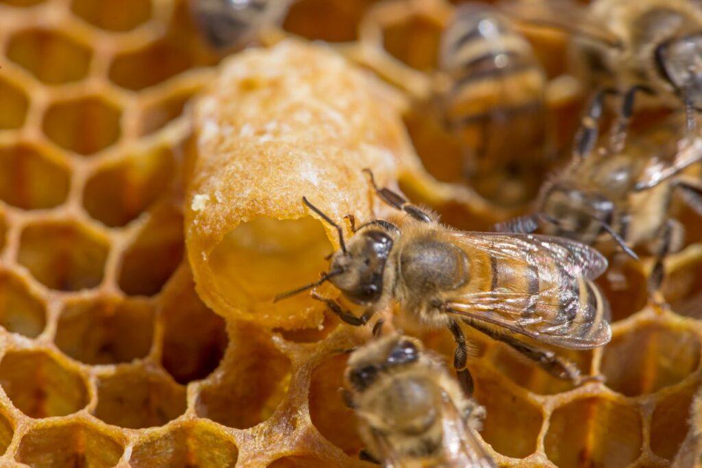 Nahaufnahme von Bienen auf Waben mit Gelee Royal, ideale Darstellung für Verbraucher, die Gelee Royal kaufen möchten