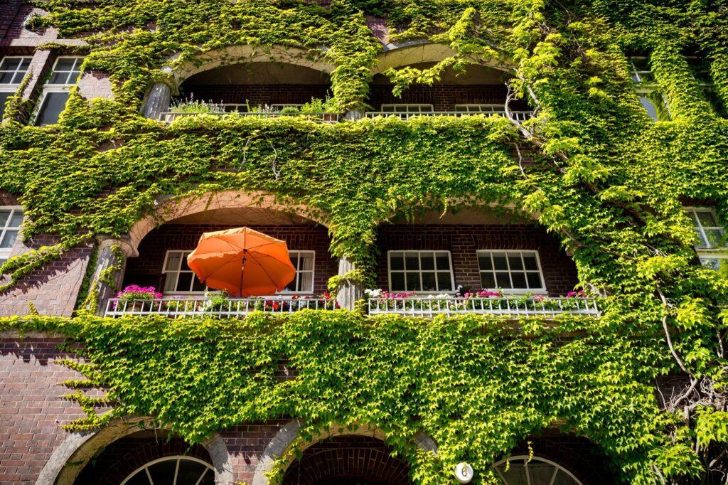 Fassade mit dichtem Efeu und Balkon | Baumschule Stellenangebote